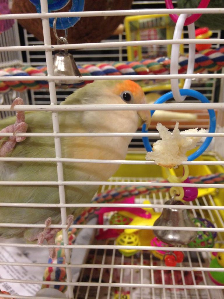 Kiwi