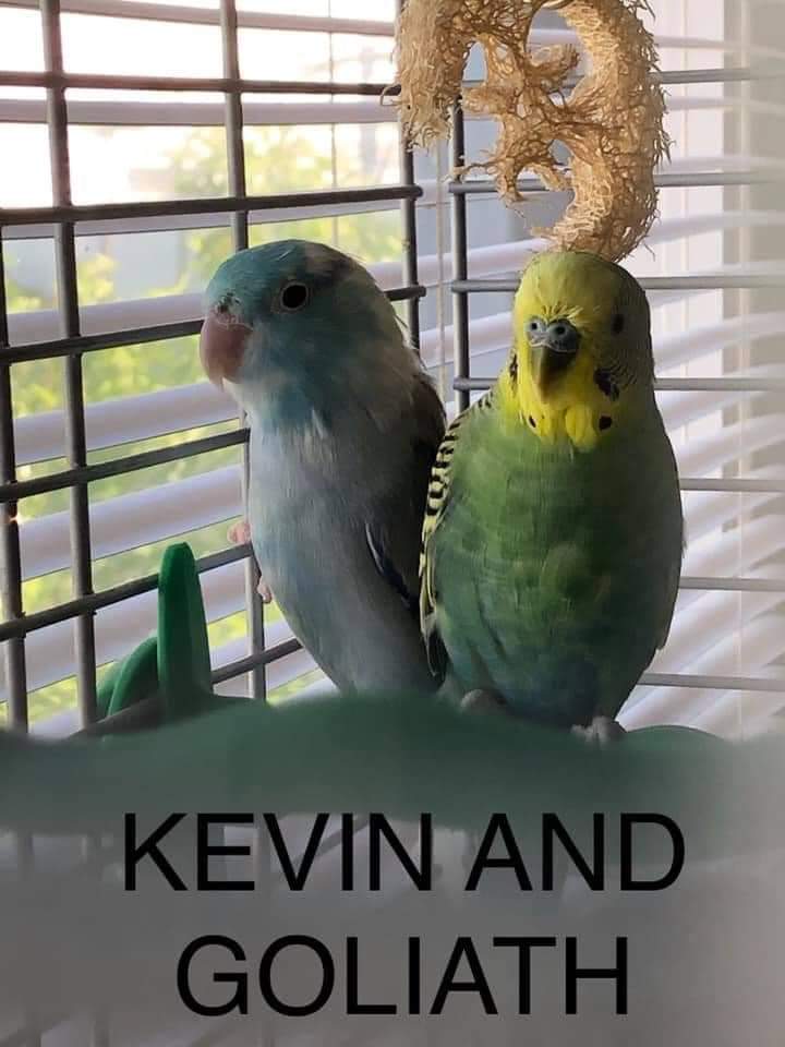Kevin and Goliath 😍