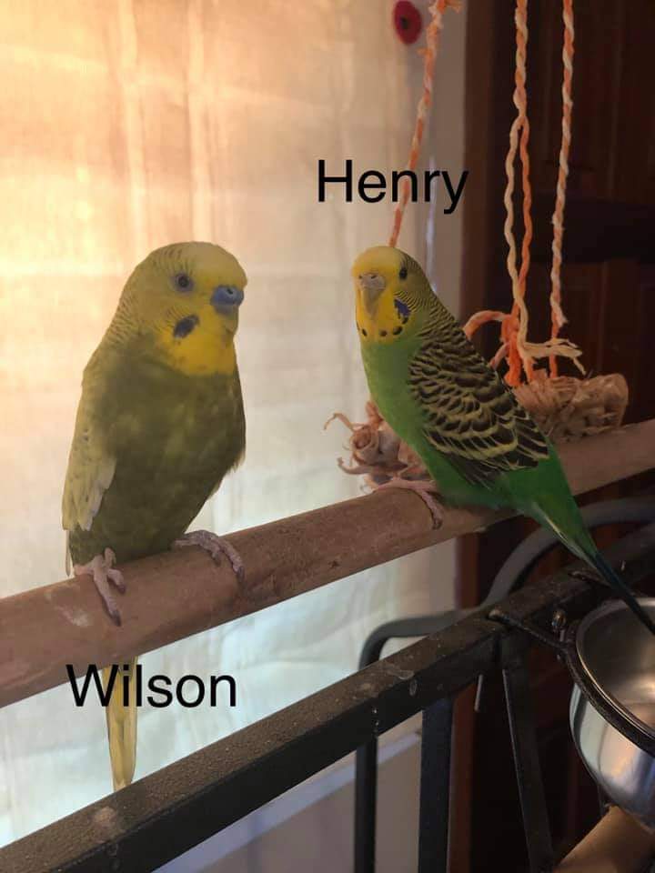 Henry and  willson