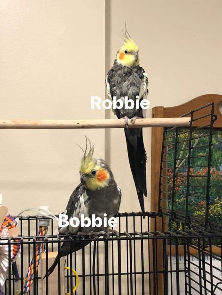 Robbie and Bobbie