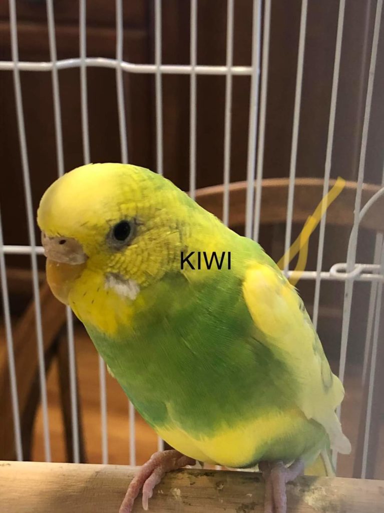 KIWI