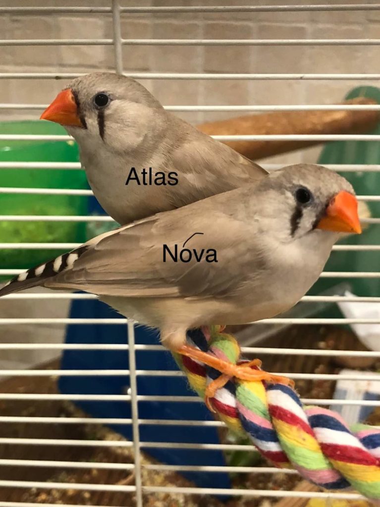 Atlas and Nova 