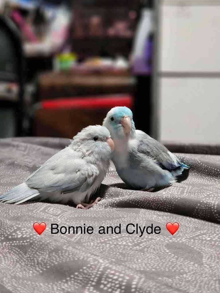 Bonnie and clyde