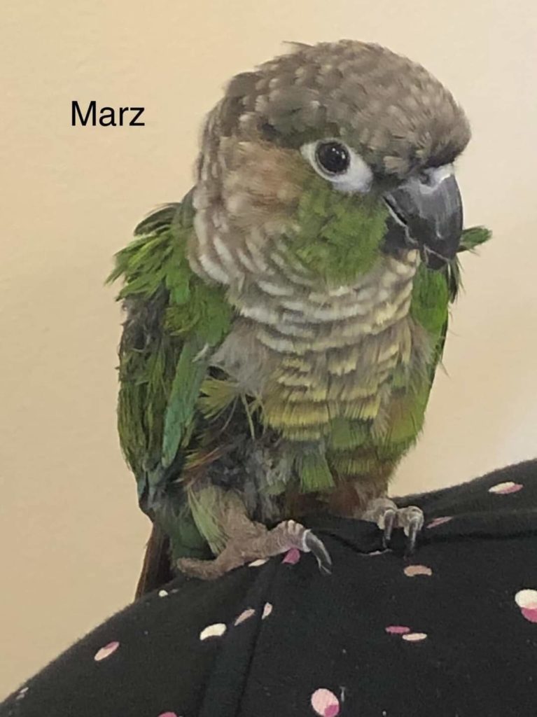 MARZ! 
