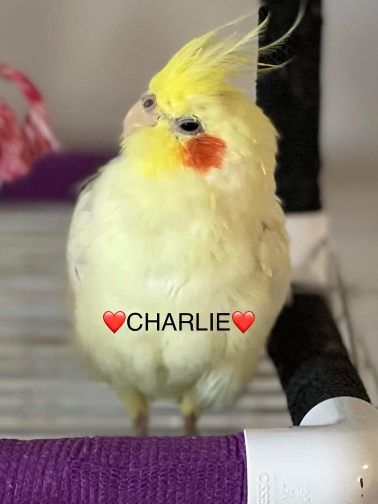 Charlie and peepers