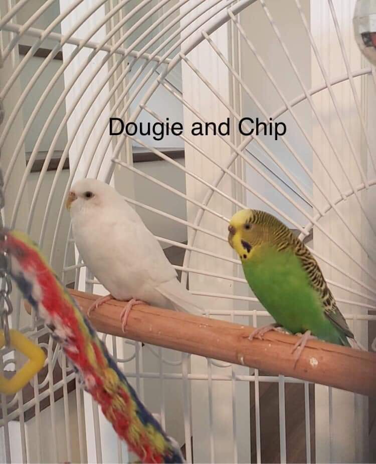 Dougie and chip