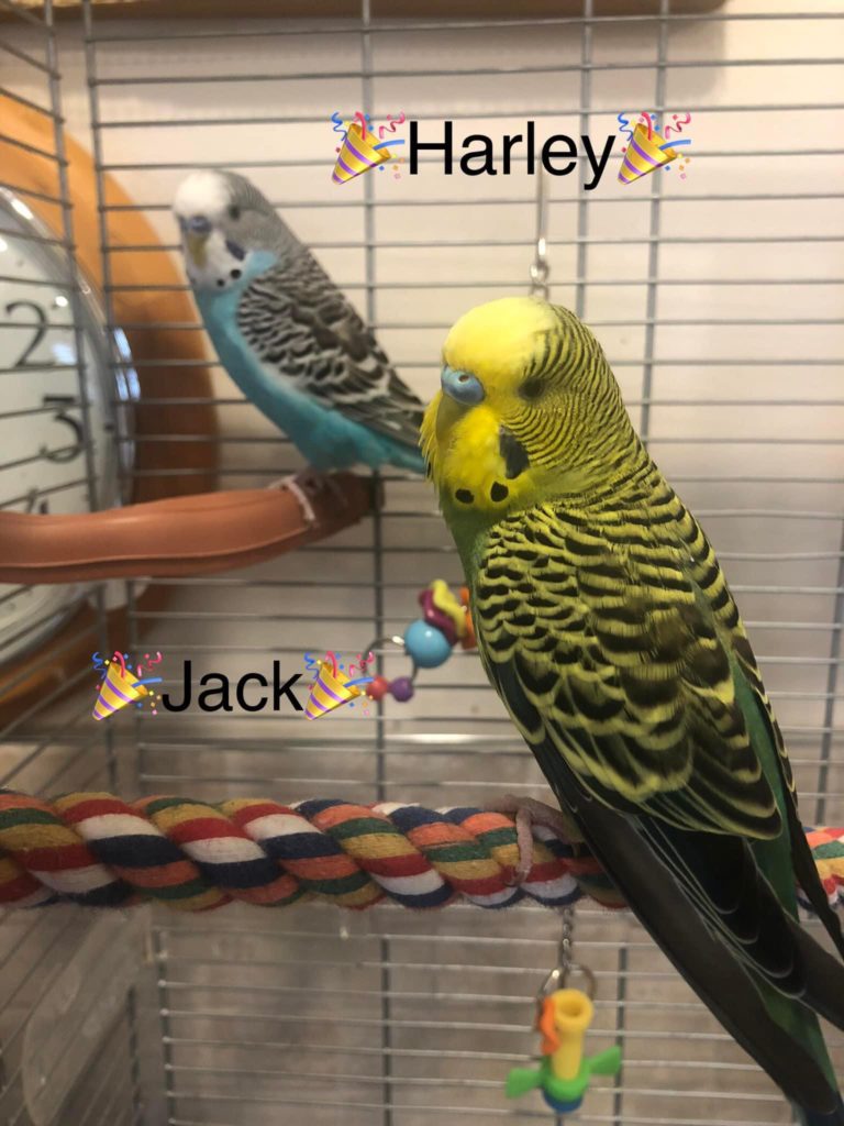 Harley and Jack