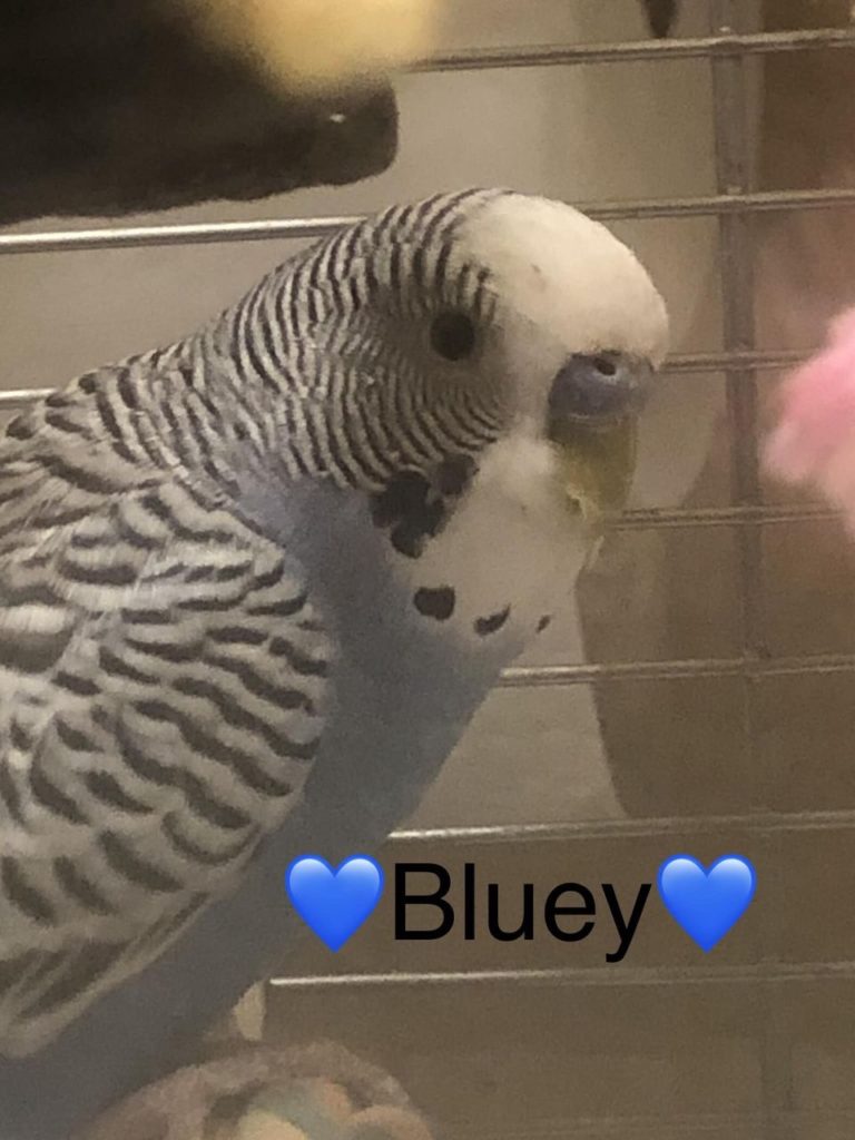 Bluey and BINGO