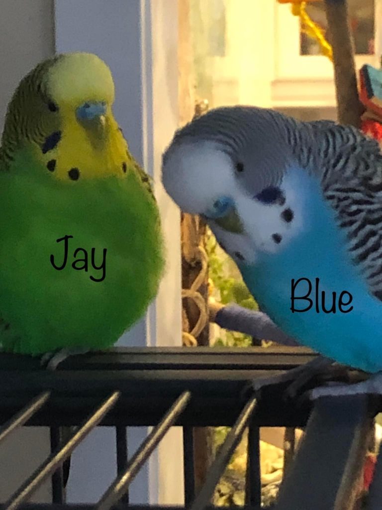 Blue and Jay