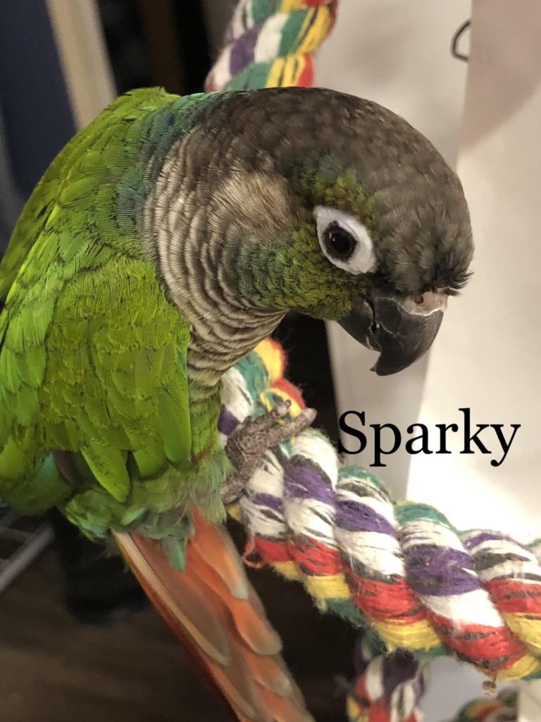 Sparky - Adoption Pending