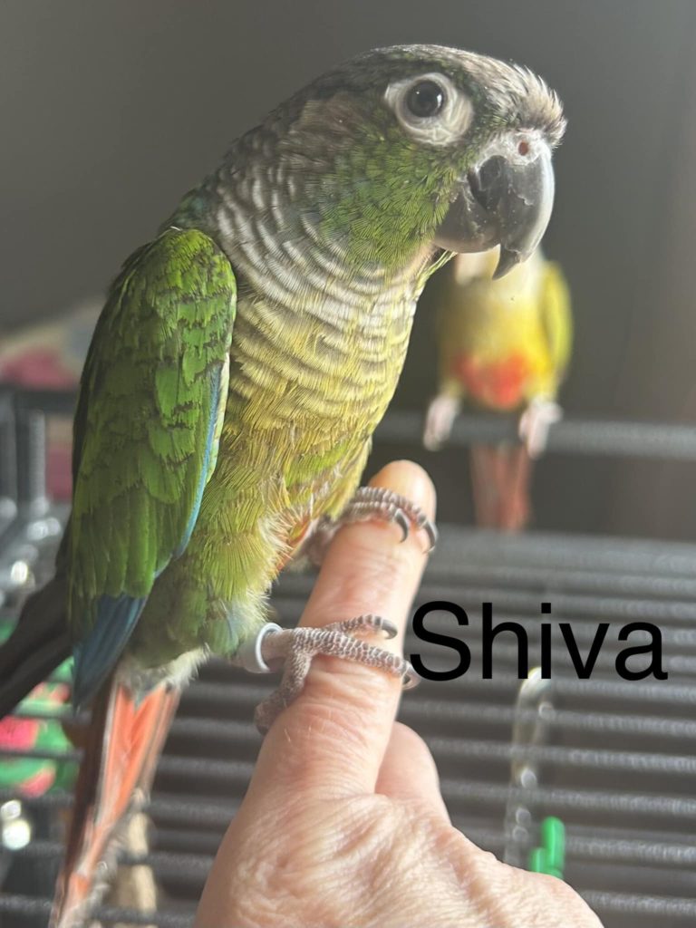 Shiva - Adoption Pending 