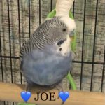 Joe and Pat - male budgies 