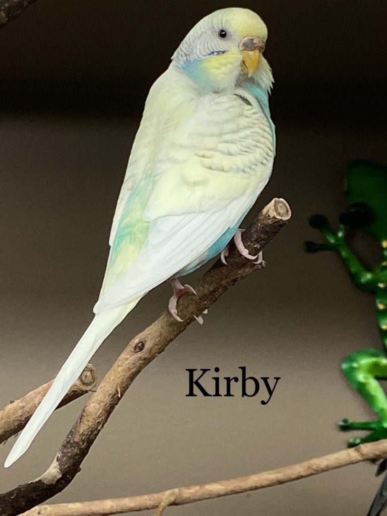 Kirby - female budgie