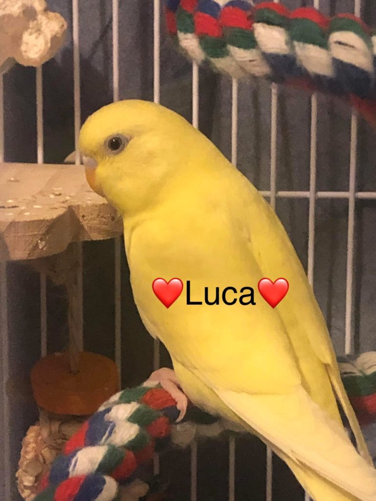 Luca