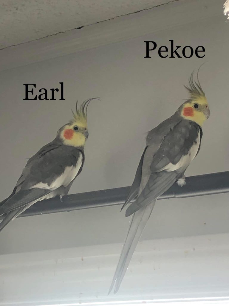 Earl and Pekoe