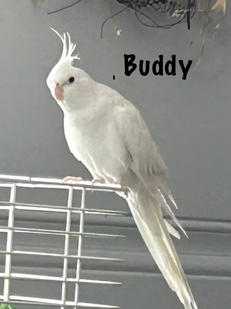 Buddy