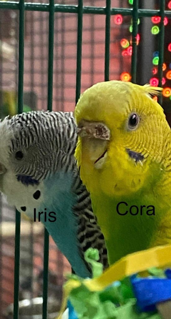 Cora and Iris