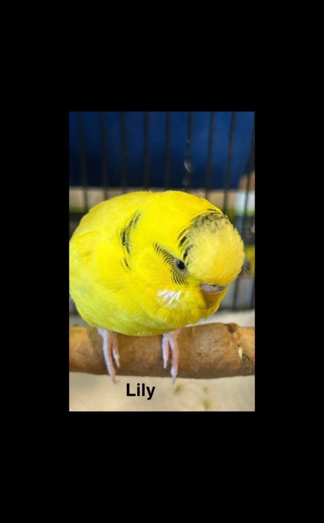 Lily