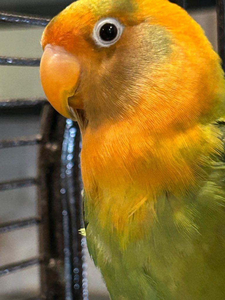 Bowie