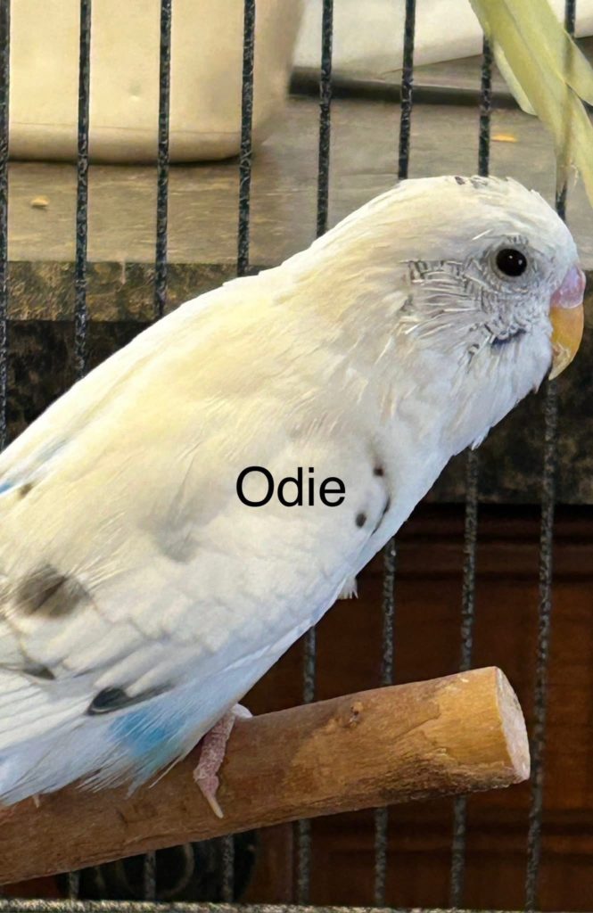 Odie