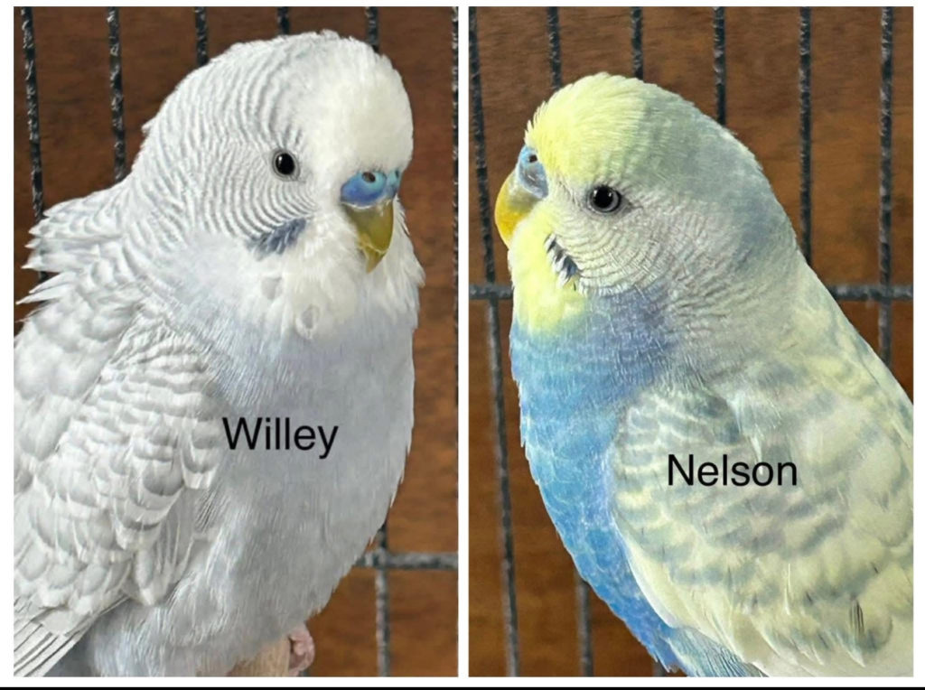 Willey & Nelson 