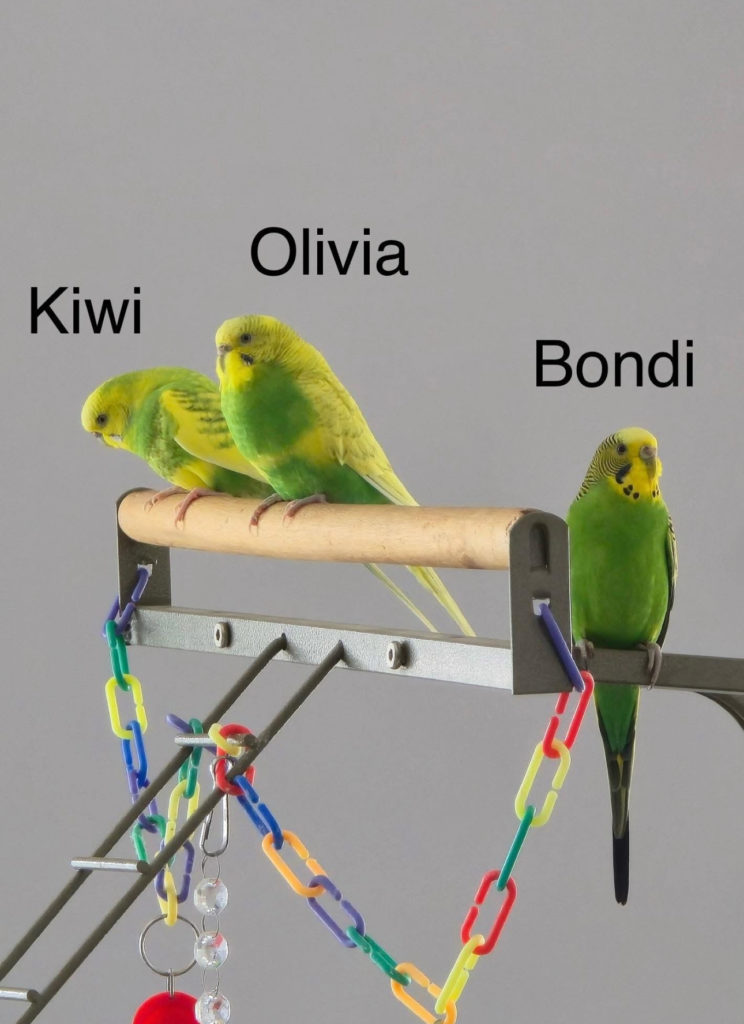 Kiwi, Olivia and Bondi 