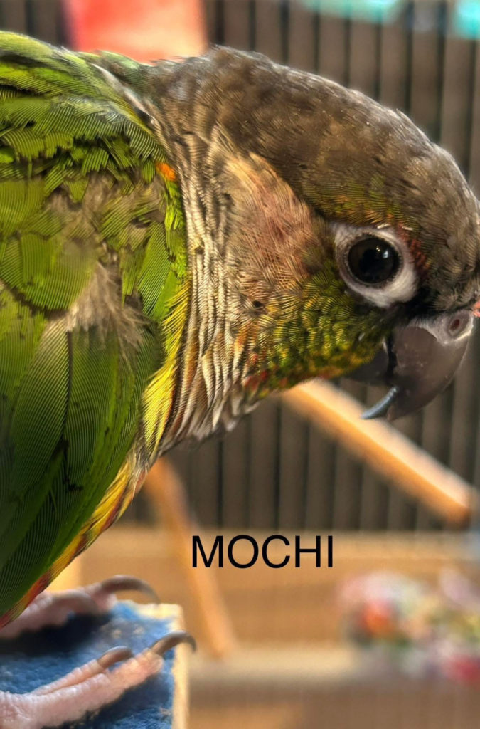 Mochi