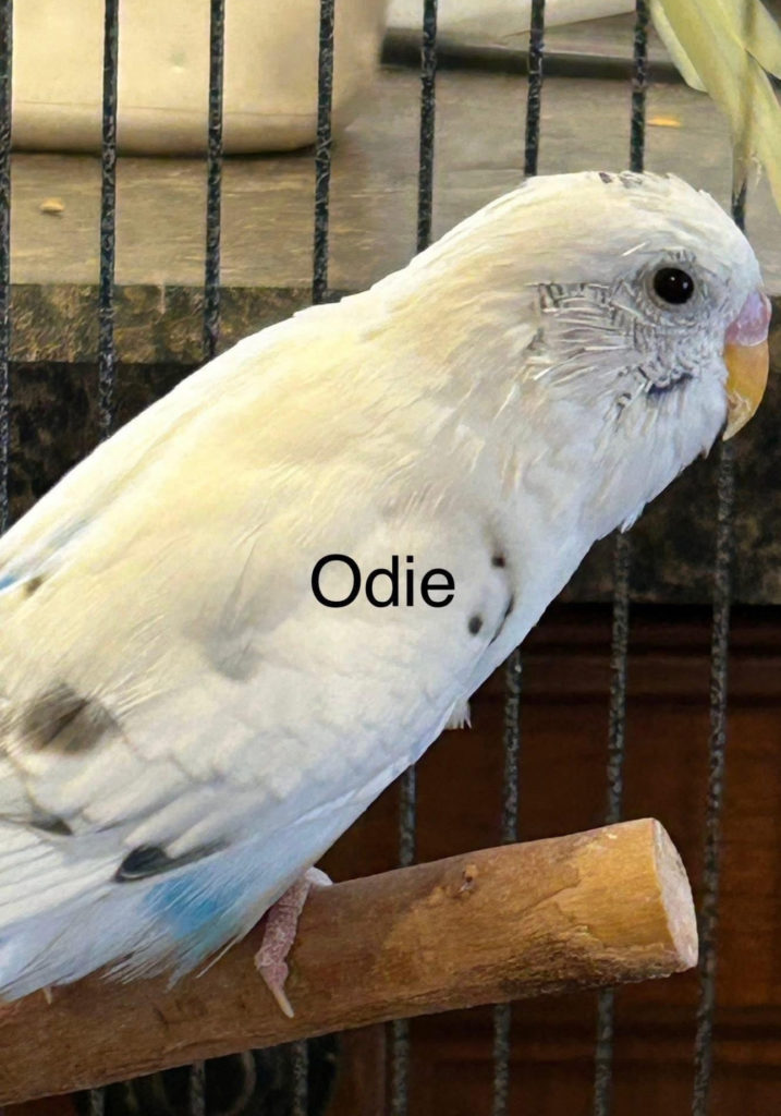Odie