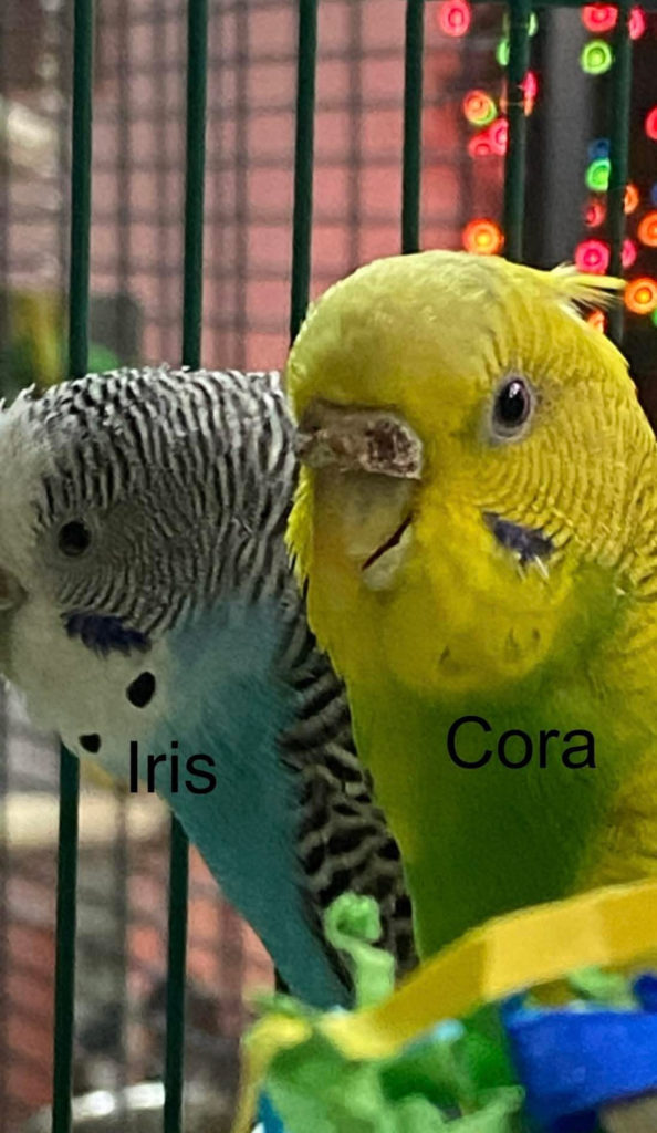 Iris & Cora