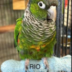 Harvey & Rio! 