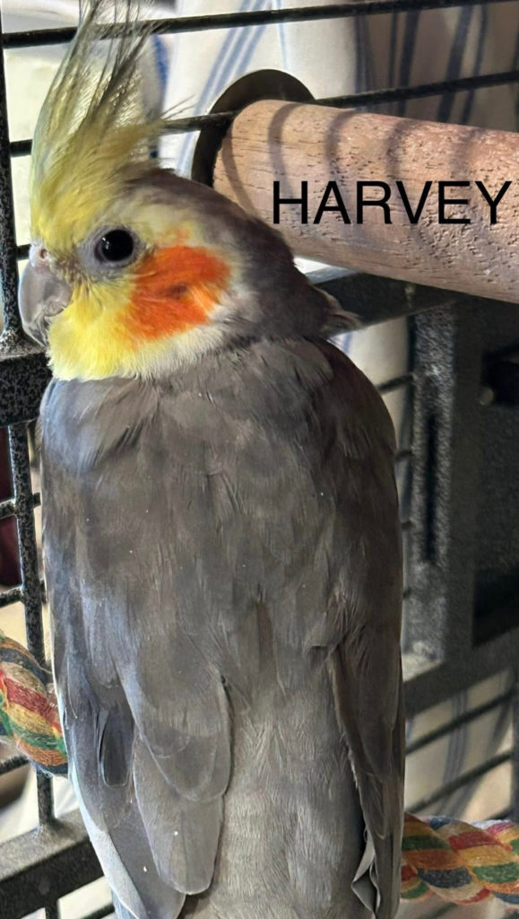 Harvey & Rio! 