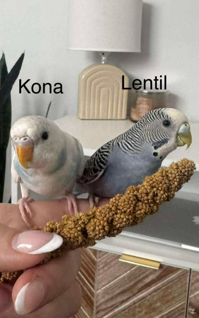 Lentil & Kuno