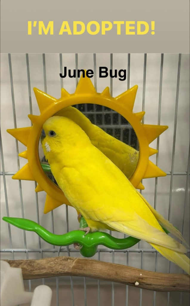 June Bug