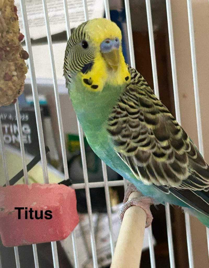 Titus!