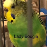 Lady Bougie & Perry Keating