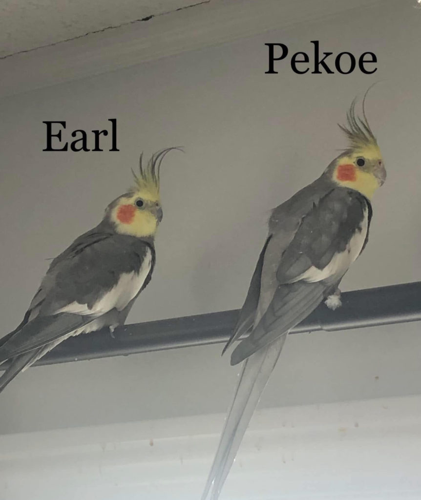 Earl & Pekoe