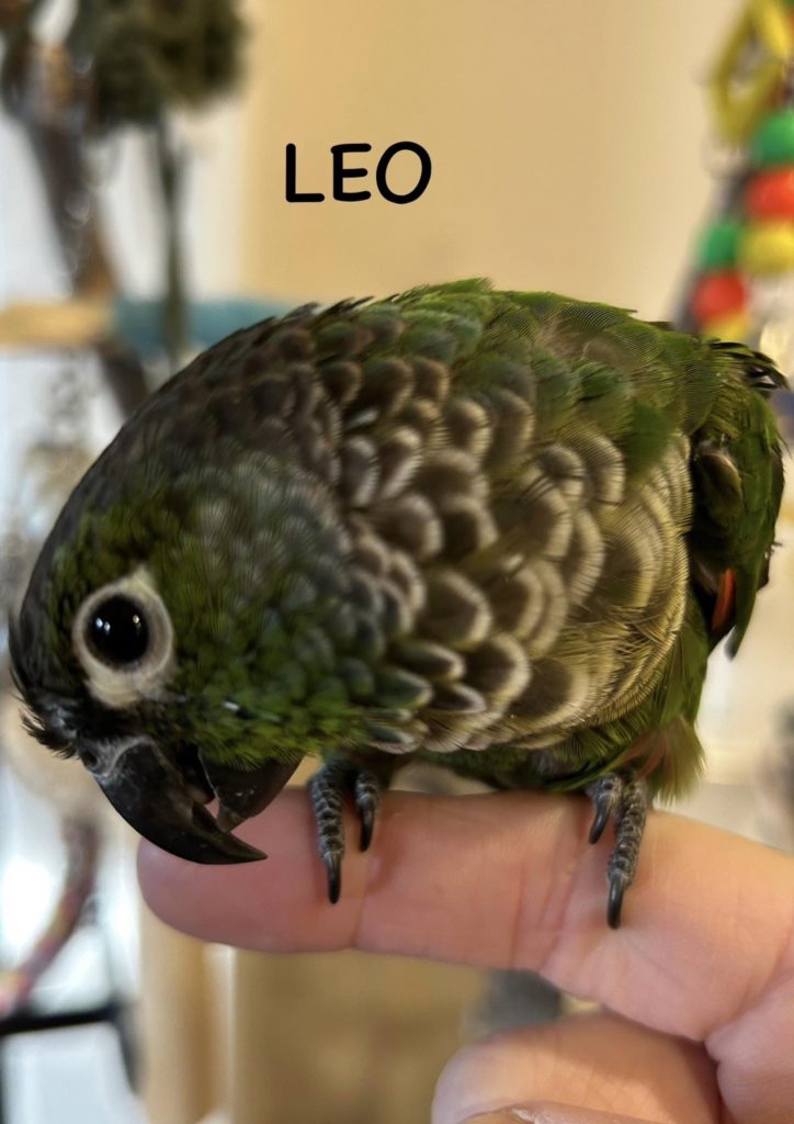 Leo