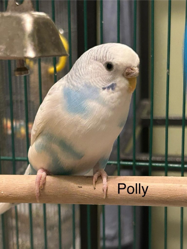 Polly